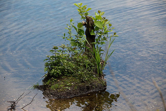 20140520 3453VRAw [D~DU] 6-Seenplatte, DU-Wedau