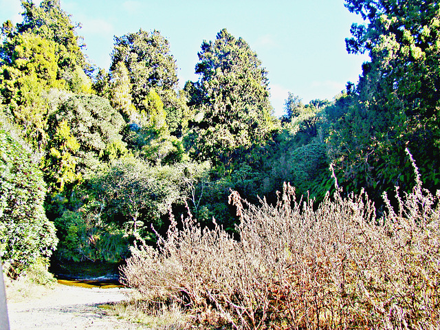 By stream on Ringinui Road