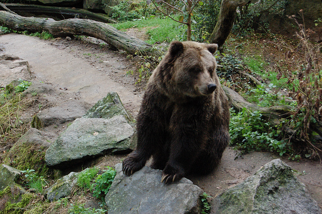 Revulo urso (Träumer Bär)