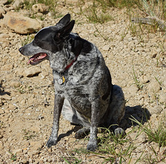 37 Flicka on the shore at Lake Arbuckle 24-9-13