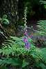 20140520 3444VRAw [D~DU] Roter Fingerhut (Digitalis purpurea), 6-Seenplatte, DU-Wedau