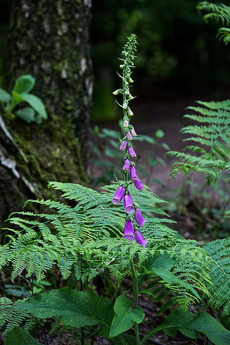 20140520 3444VRAw [D~DU] Roter Fingerhut (Digitalis purpurea), 6-Seenplatte, DU-Wedau