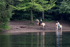 20140520 3442VRAw [D~DU] Haflinger, 6-Seenplatte, DU-Wedau