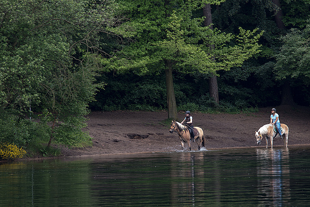 20140520 3441VRAw [D~DU] Haflinger, 6-Seenplatte, DU-Wedau