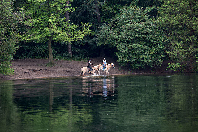 20140520 3439VRAw [D~DU] Haflinger, 6-Seenplatte, DU-Wedau