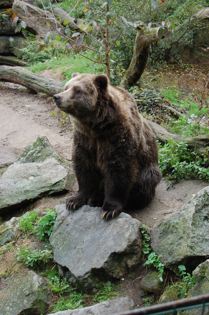Sidanta urso (sitzender Bär)