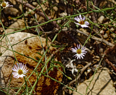 39 Wildflower-Drummond's Aster (Aster drummondii)  Lake Arbuckle