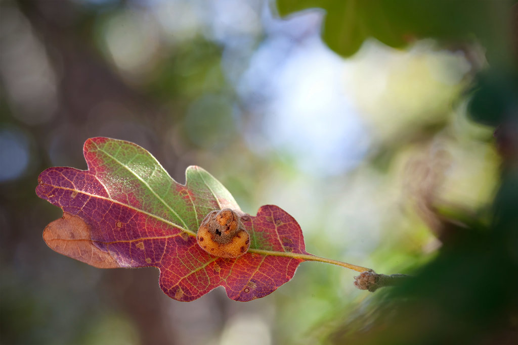 259/365: "How beautifully leaves grow old.  How full of light and color are their last days." ~John Burroughs