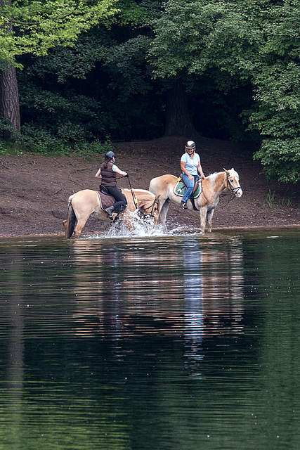 20140520 3438VRAw [D~DU] Haflinger, 6-Seenplatte, DU-Wedau