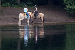 20140520 3436VRAw [D~DU] Haflinger, 6-Seenplatte, DU-Wedau