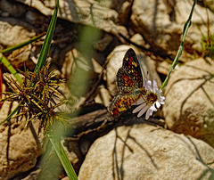 Phaon Crescent butterfly (Phyciodes phaon) very blurry !