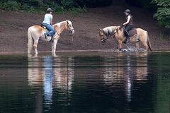 20140520 3434VRAw [D~DU] Haflinger, 6-Seenplatte, DU-Wedau