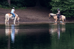 20140520 3433VRAw [D~DU] Haflinger, 6-Seenplatte, DU-Wedau