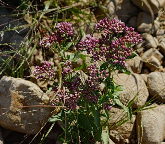 40 Wildflower - Marsh Fleabane (Pluchea odorata)Lake Arbuckle