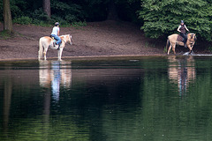 20140520 3431VRAw [D~DU] Haflinger, 6-Seenplatte, DU-Wedau