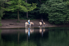 20140520 3429VRAw [D~DU] Haflinger, 6-Seenplatte, DU-Wedau