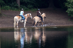 20140520 3428VRAw [D~DU] Haflinger, 6-Seenplatte, DU-Wedau