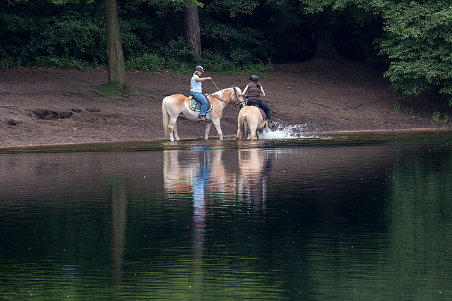 20140520 3427VRAw [D~DU] Haflinger, 6-Seenplatte, DU-Wedau