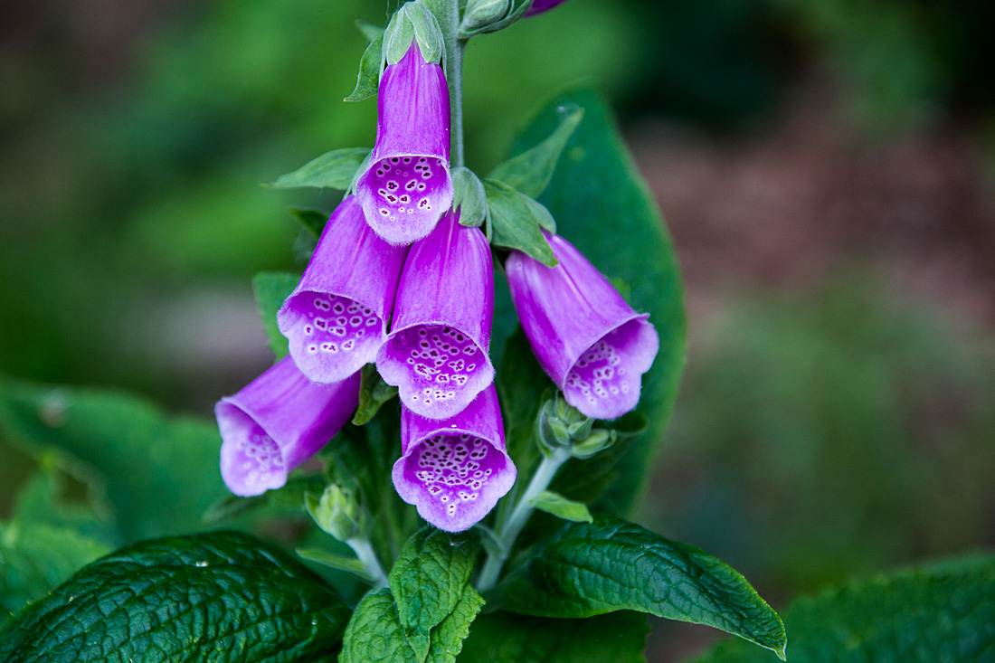 20140520 3425VRAw [D~DU] Roter Fingerhut (Digitalis purpurea), 6-Seenplatte, DU-Wedau