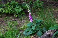 20140520 3423VRAw [D~DU] Roter Fingerhut (Digitalis purpurea), 6-Seenplatte, DU-Wedau