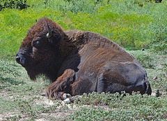 43 The Bison of the Chickasaw State Park