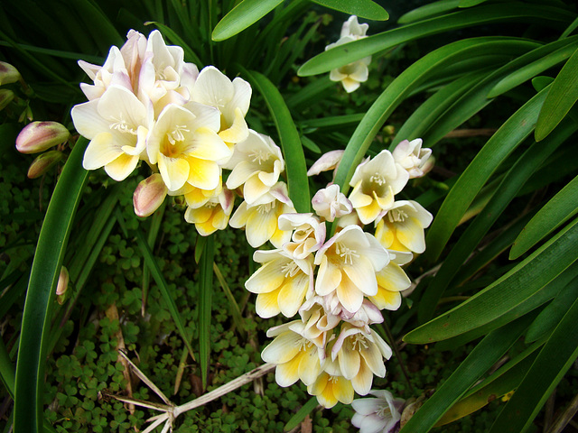 My  Freesias