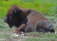 44 The Bison of the Chickasaw State Park