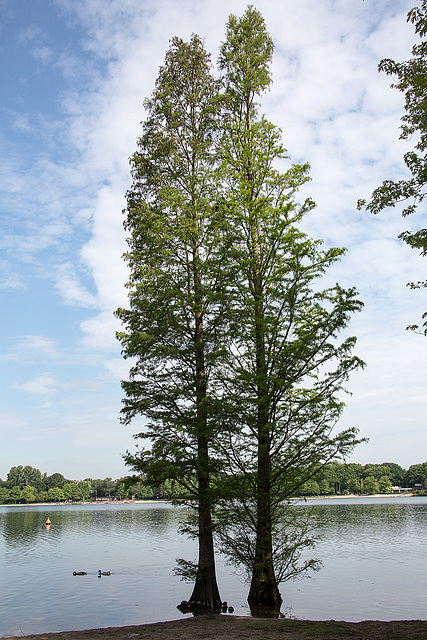 20140520 3415VRAw [D~DU] Mammutbaum, 6-Seenplatte, DU-Wedau