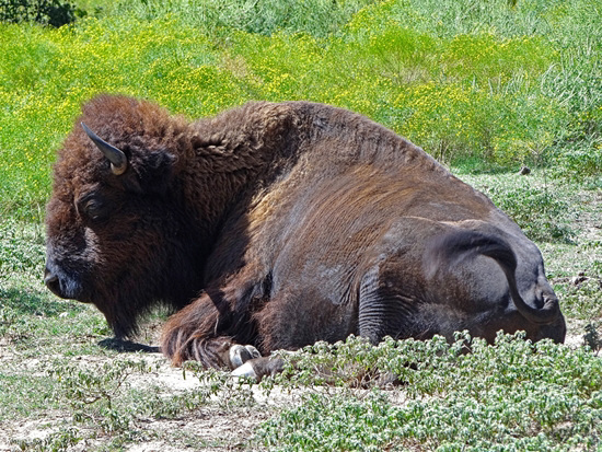 The Bison of the Chickasaw State Park