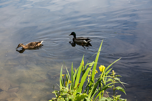 20140520 3412VRAw [D~DU] Sumpf-Schwertlilie (Iris pseudacorus), Stockente (Anas platyrhynchos), 6-Seenplatte, Duisburg-Wedau