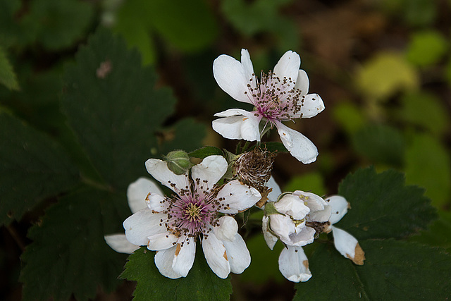 20140520 3410VRAw [D~DU] Brombeere, 6-Seenplatte, DU-Wedau