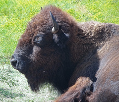 The Bison of the Chickasaw State Park