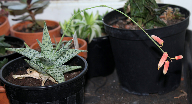 Aloe 'Doran Black' (2)