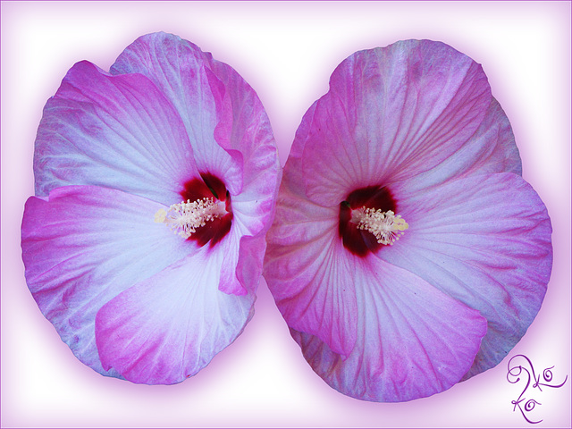 Hardy hibiscus on white (2013)