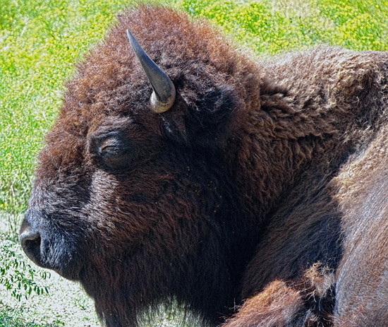 47 The Bison of the Chickasaw State Park