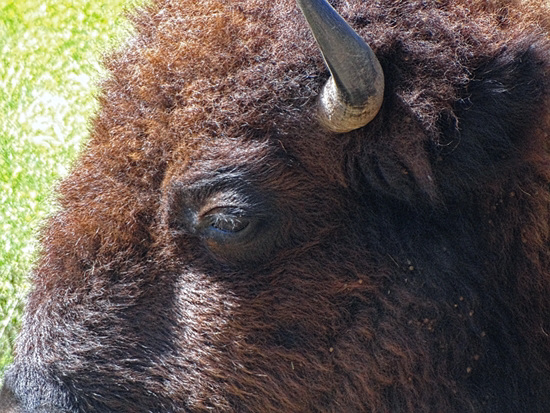 48  The Bison of the Chickasaw State Park