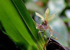 Keferstenia tolumensis (3)