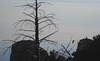 Crestline - San Bernardino NF skywalk (1379a)