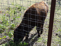 49 The Bison of the Chickasaw State Park