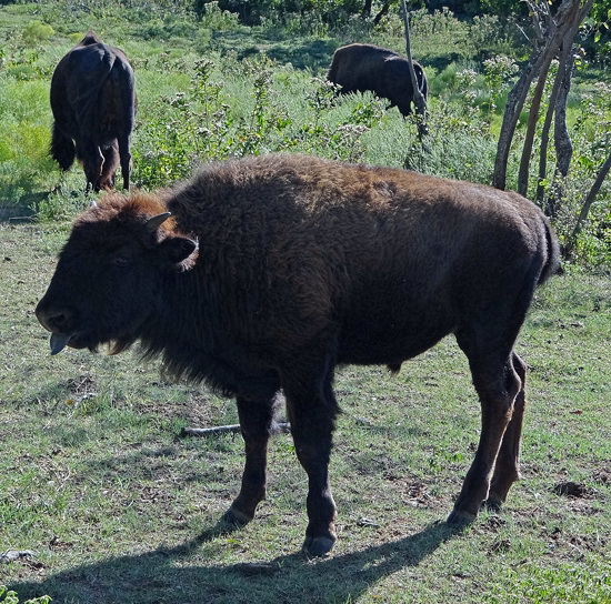 50 The Bison of the Chickasaw State Park