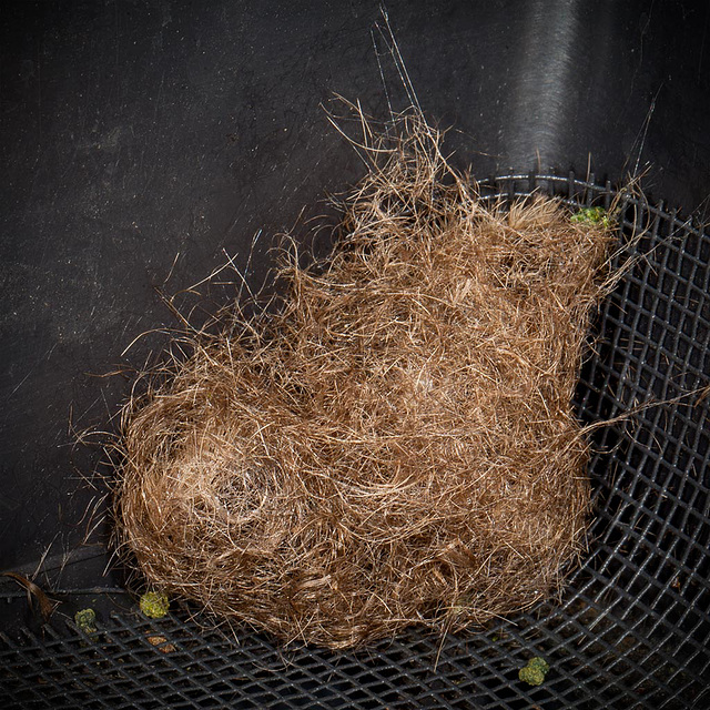 Caterpillar Nest!!! It's Pupating Time!! (3 more pictures inset in notes! :)