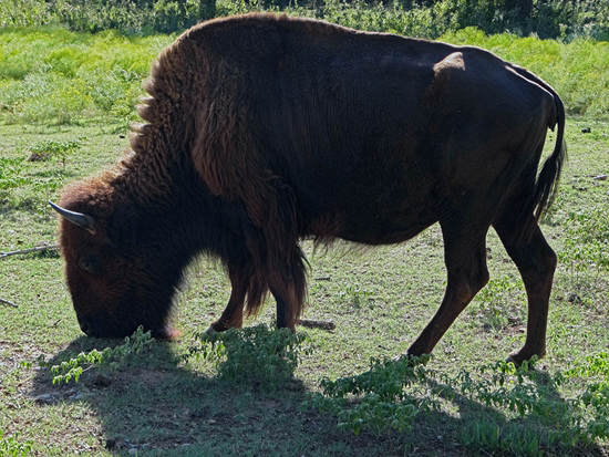 51 The Bison of the Chickasaw State Park