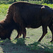 51 The Bison of the Chickasaw State Park