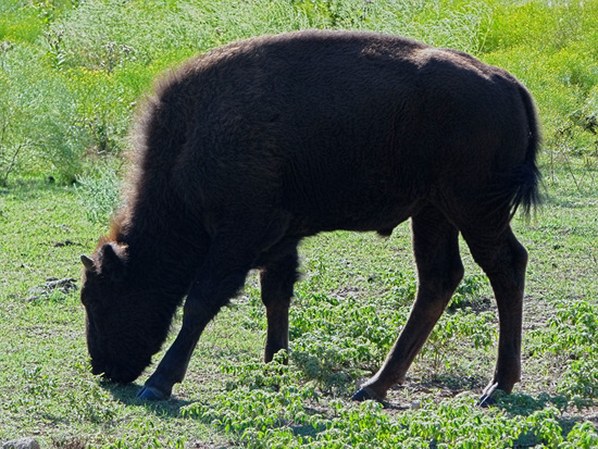52 The Bison of the Chickasaw State Park