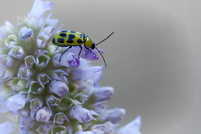 Another Cucumber Beetle on a ?Thyme? Flower