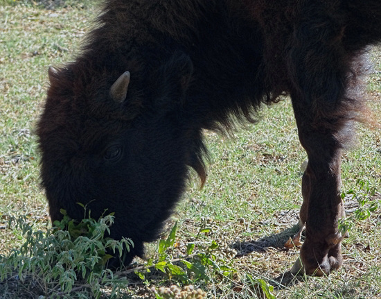 53 The Bison of the Chickasaw State Park