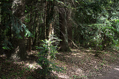 20140520 3397VRAw [D~DU] Wald, 6-Seenplatte, DU-Wedau