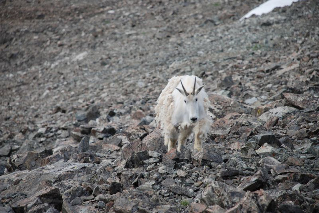 Curious Goat