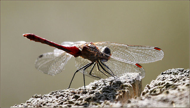 Sympetrum