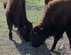 55 The Bison of the Chickasaw State Park
